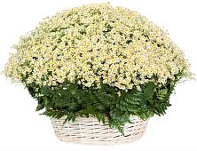 Цветочная композиция из Ромашки в корзине #REPLACE_PRED# Сытьково